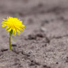 Flor en el desierto resilieente